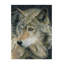 " Curious Eyes " by Carla Kurt-31877252