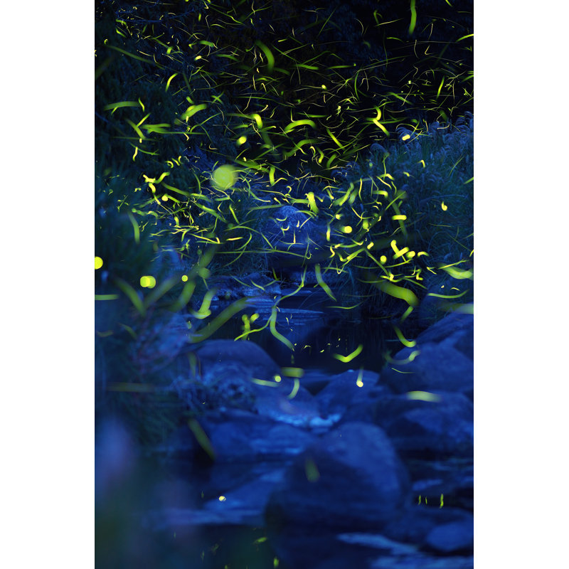 Dancing Fireflies - Photographie sur toile tendue, H 18 po x l 12 po