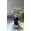 Arrangement floral Baby's Breath-1070477549-1070477539