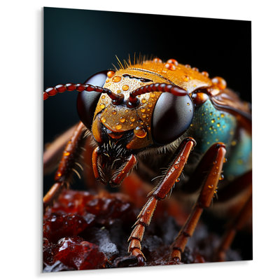 " Insects Bugs Animal National "