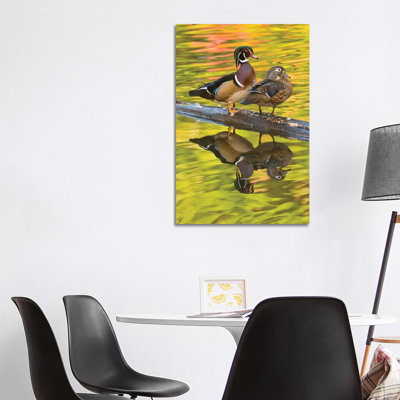 Wood Duck Pair, North Chagrin Reservation, Ohio by Steve Gettle - Wrapped Canvas Print