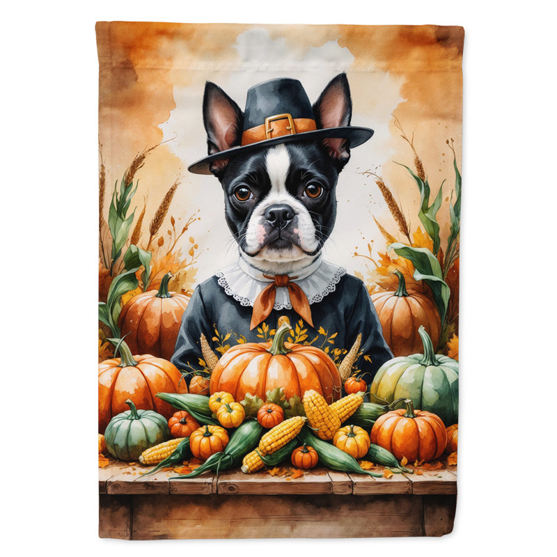 Drapeau de l'Action de grâce, Boston Terrier