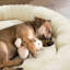 Orthopedic Polyester Pet Bed-113660547-113660544