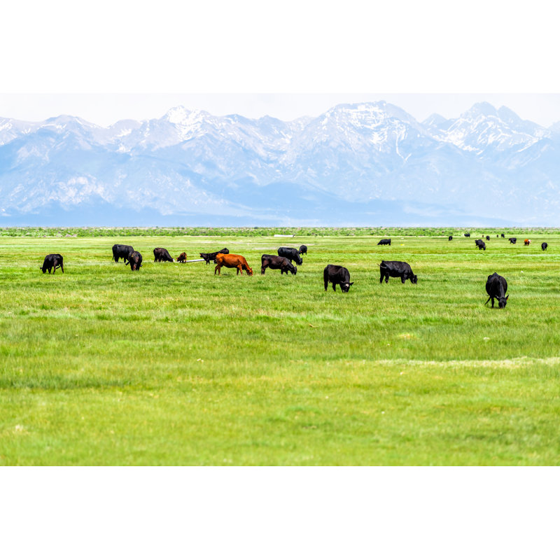 Rural Countryside Farm Pasture - Wrapped Canvas Print, 61cm H x 91cm W x 3.8cm D