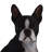Dog Boston Terrier Statue