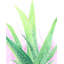« agave », reproduction d’art encadrée-22987882