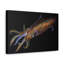 Art mural majestueux calmar majestueux-612902619