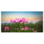 «Blooming Lotus Flowers at Sunset», photographie-35125724-35125729