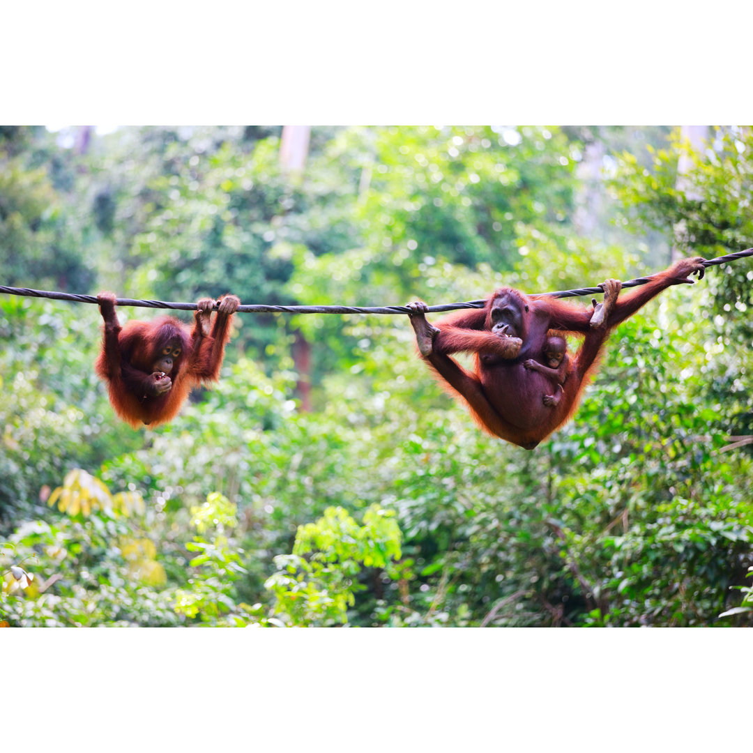 Leinwandbild Orang-Utans aus Sabah im malaysischen Borneo