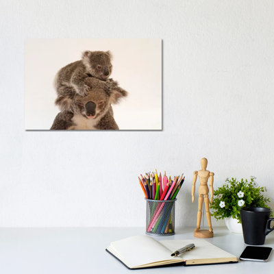 A Mother Koala Named Augustine And Her Baby At The Australia Zoo Wildlife Hospital In Queensland by Joel Sartore - Gallery-Wrapped Canvas Giclée on Canvas