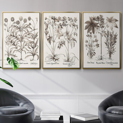 " Sepia Besler Botanicals IV " 3 - Pieces