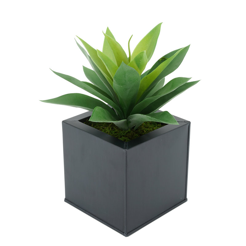 Plante grasse artificielle 7 po en pot, Noir