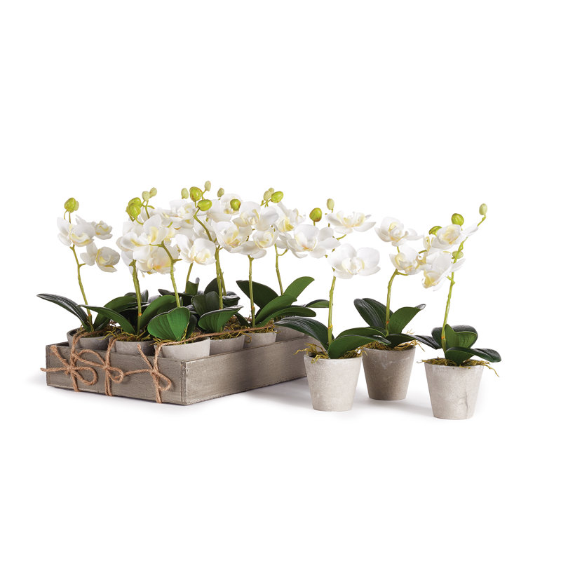 Mini Orchid 9" Potted