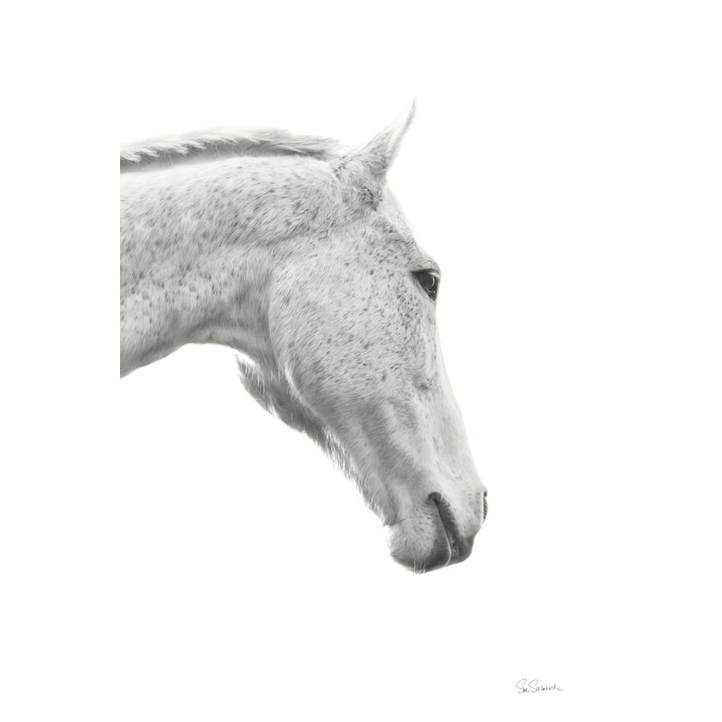 «A Horse Named Lady I» par Sue Schlabach - photographie, Toile avec cadre noyer, Non, H 48 po x l 32 po