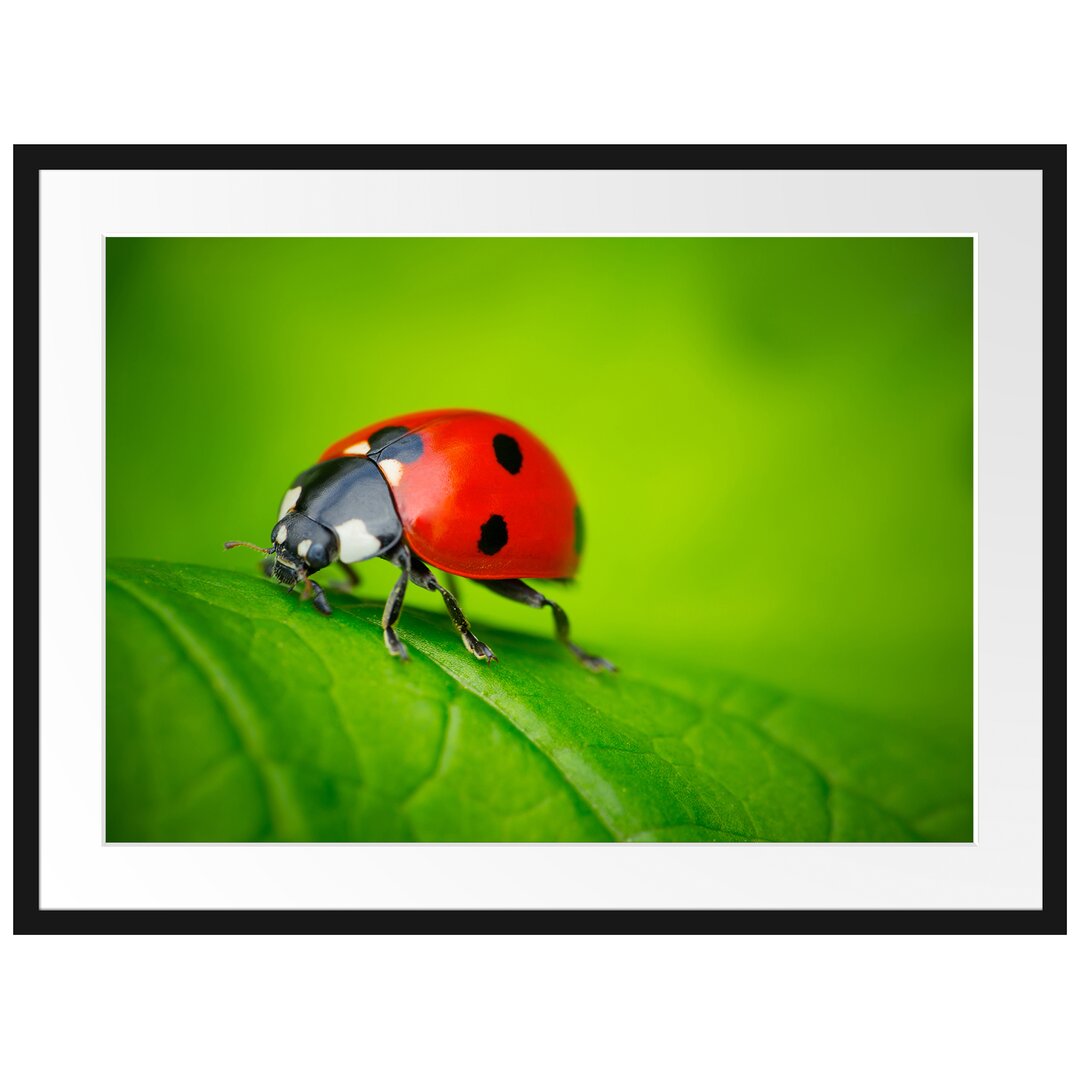 Gerahmtes Poster Marienkäfer auf Blatt