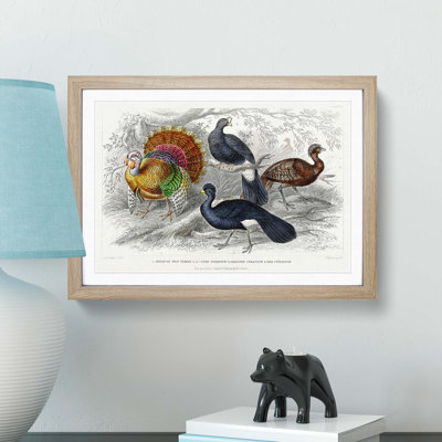 Wild Turkey & Curassow Birds by Oliver Goldsmith - Framed Print