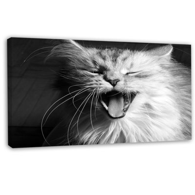 " Yawning White Cat "