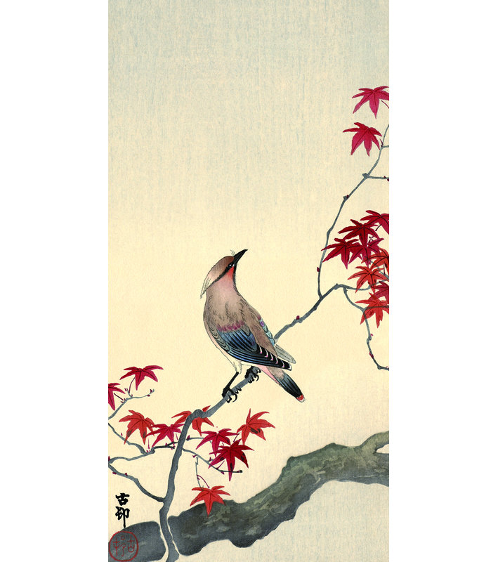 Japanese Waxwing on Maple 1 Piece Wrapped Canvas Painting