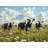 Troupeau de vaches avec literie-97345791