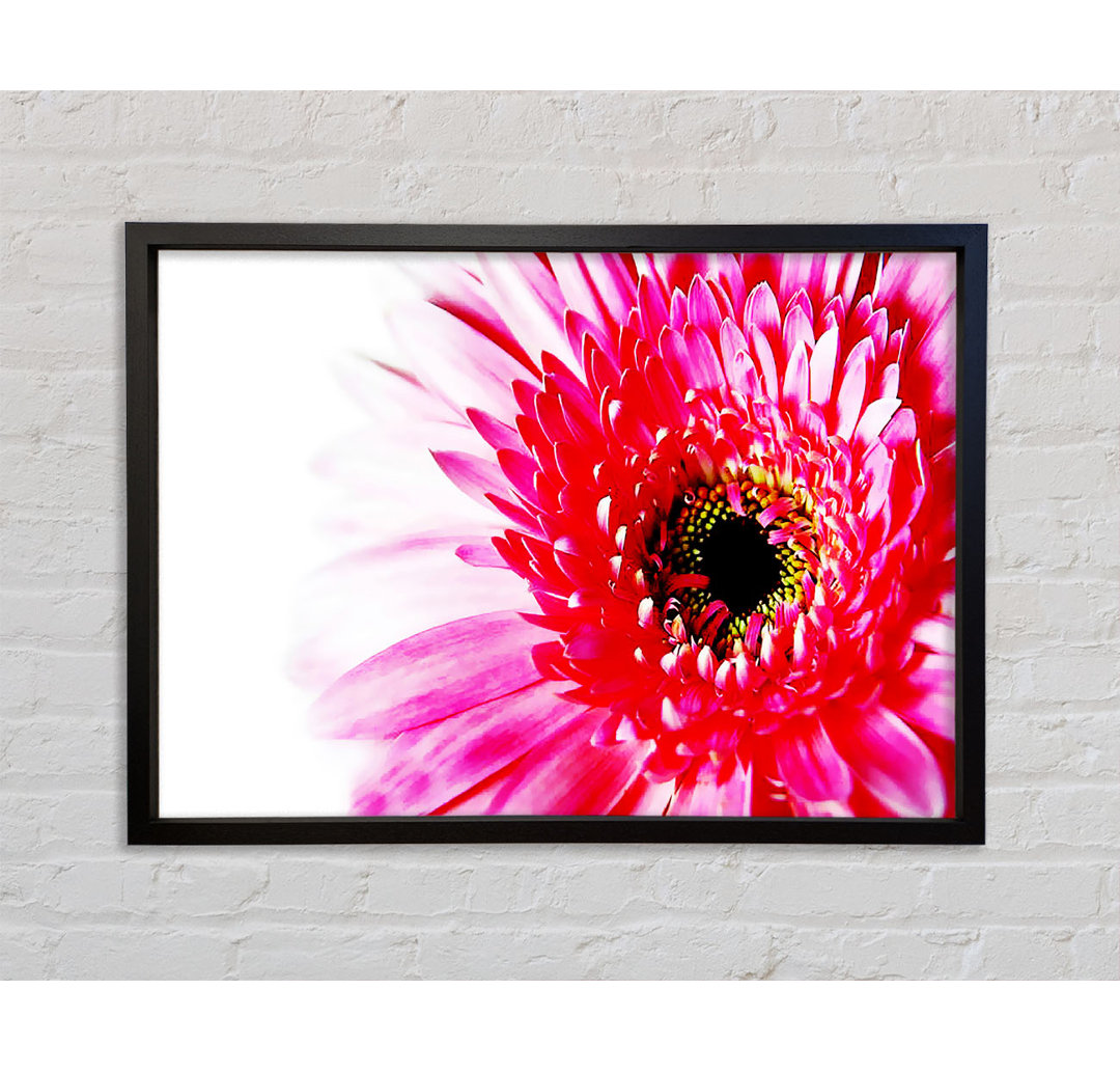 Atemberaubende rosa Gerbera-Blütenblätter - Einzelner Bilderrahmen Kunstdrucke auf Leinwand