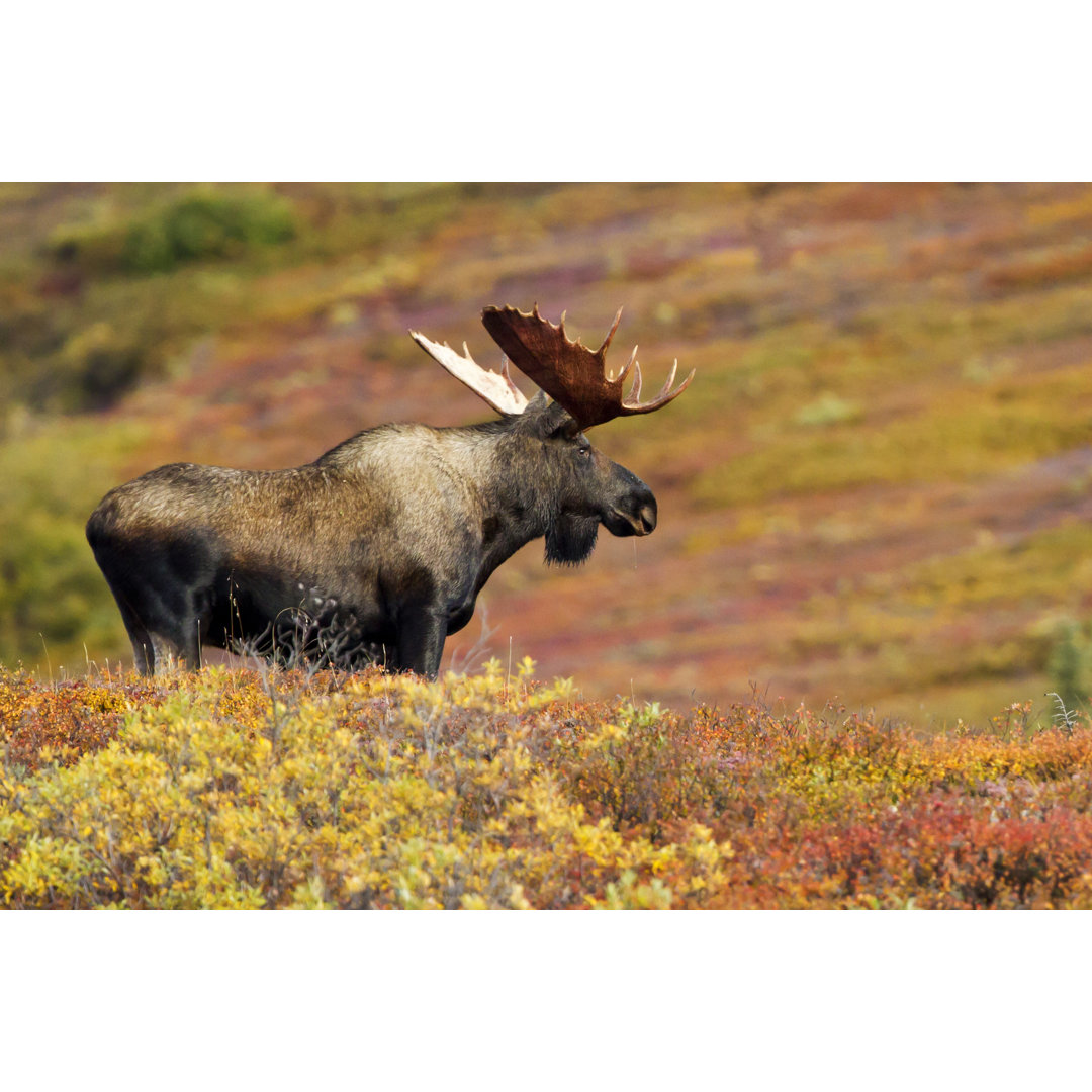 Elchbulle in der Denali-Wildnis von Dmathies - Kunstdrucke auf Leinwand