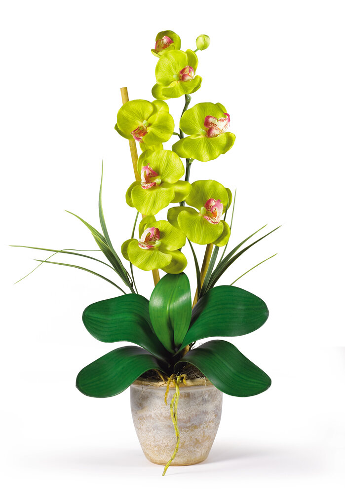 Primrue Orchid Arrangement in Pot & Reviews | Wayfair