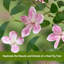 Plant-1707620950
