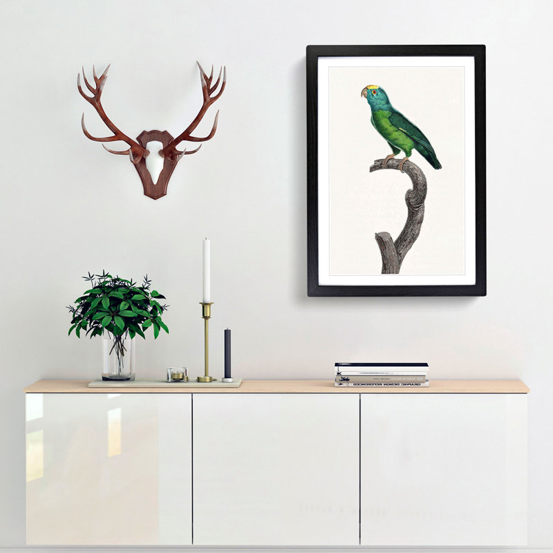 Tui Parakeet by F. Levaillant - Picture Frame Painting Print, Black Framed, 36cm H x 27cm W x 2cm D