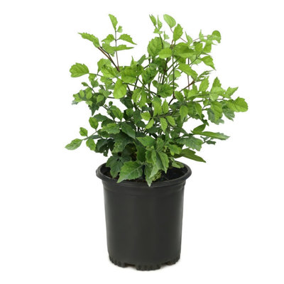 1 gal. Campsis Hot Lips