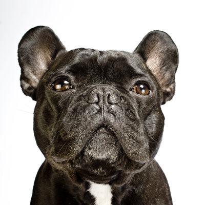 French Bulldog - Wrapped Canvas Print
