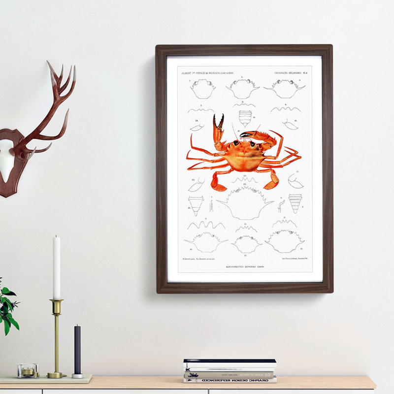 West African Crab by Albert I - Framed Print, 48cm H x 36cm W x 2cm D, Walnut Framed