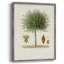 Arbre antique avec fruit X, reproduction encadrée - bois massif-1595662251