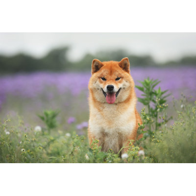 Red Shiba Inu par - Photographie sur toile tendue