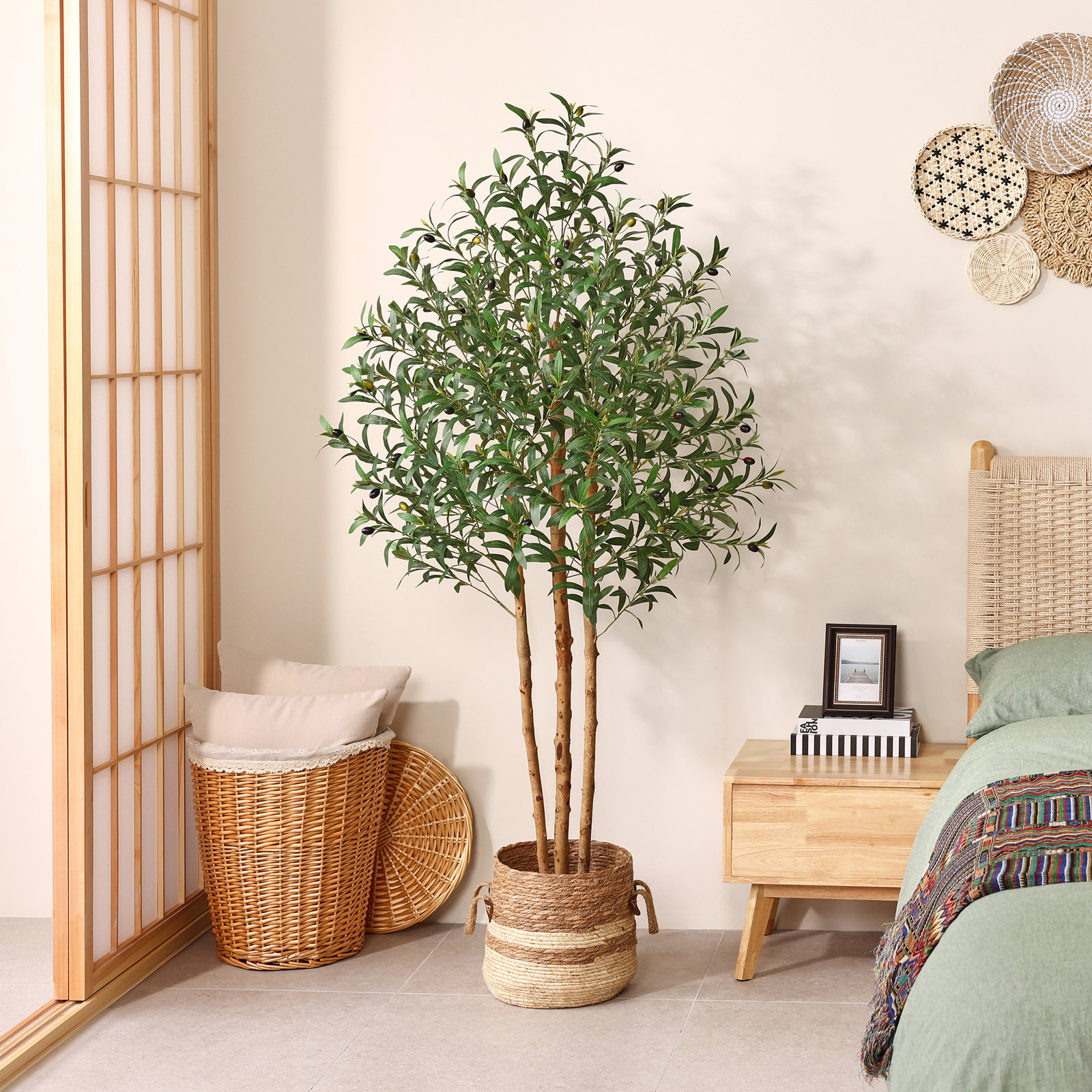 Ashwell Olive Tree in Pot, 72