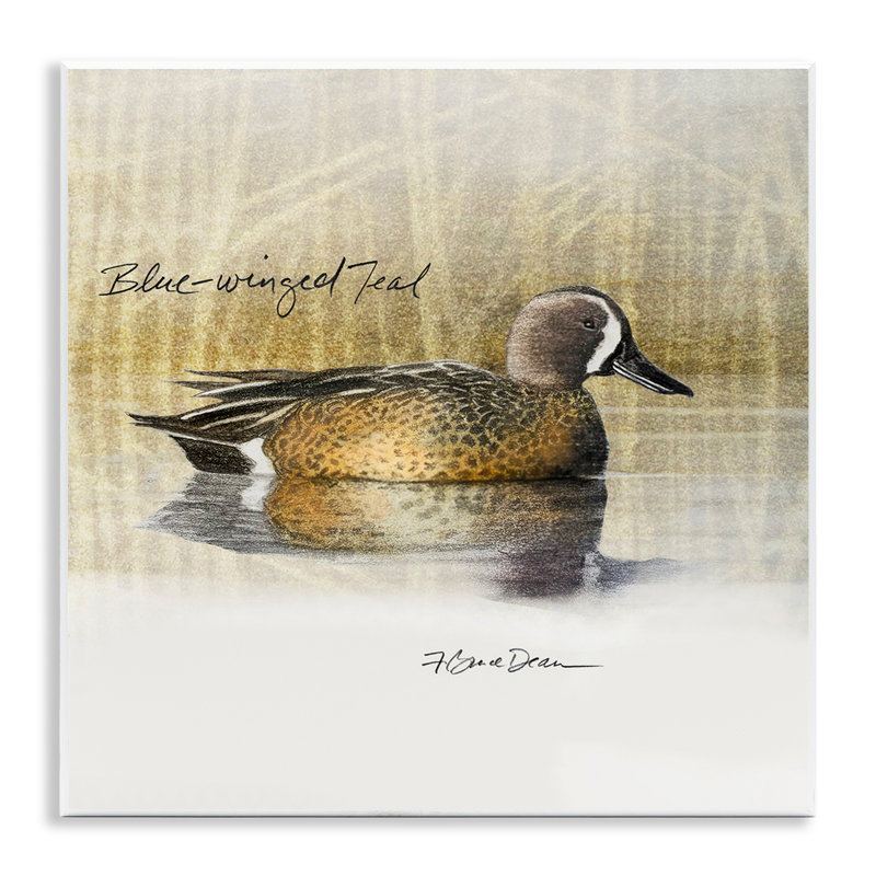 «Blue Winged Teal Duck» par Jadei