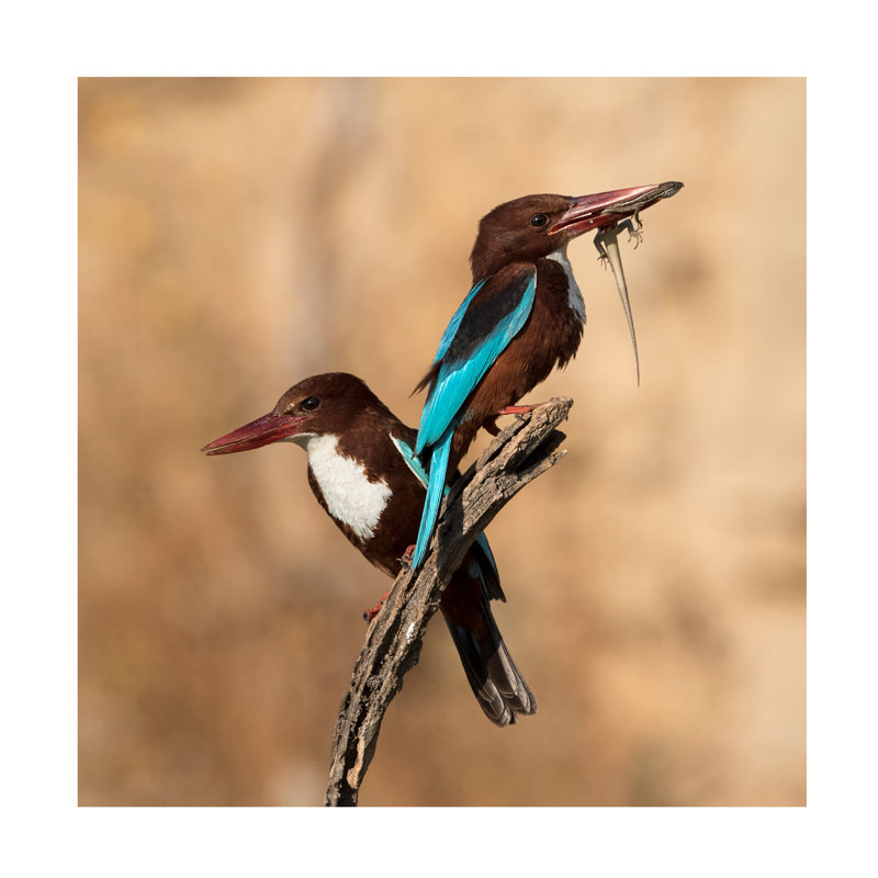 Amnon Eichelberg Couple Canvas Art, H 18 po x l 18 po