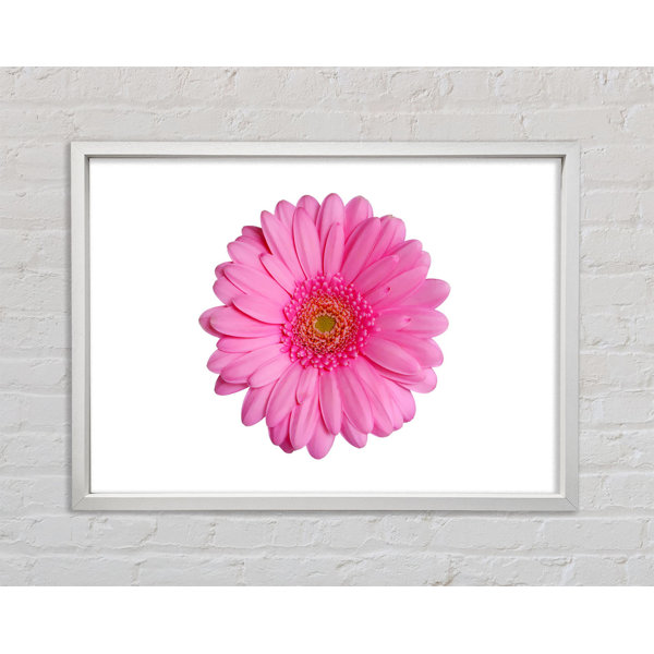 Bright Star Baby Pink Gerbera Petals - Single Picture Frame Print on ...
