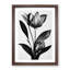 Monochrome Flower - Framed Print-1569468944-1569468957