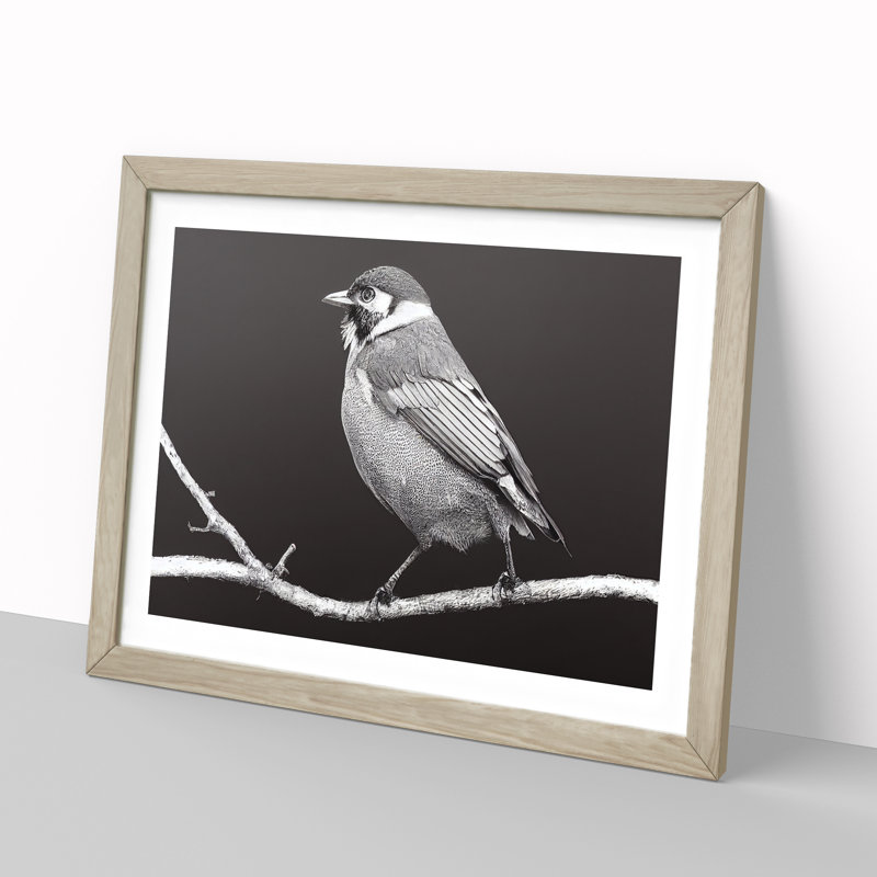 Attractive Bird - Single Picture Frame Print, Oak, 46cm H x 64cm W x 2cm D