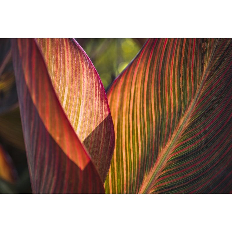 Canna Lily Leaves I by Barbara Markoff - Wrapped Canvas Print, 20cm H x 30cm W