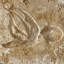 6" x 6" SeaStone Cement Squid Fossil Impression Square Edge Medallion Tile in Buff