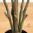 6ft. Autumn Oyama Magnolia Artificial Fall Tree