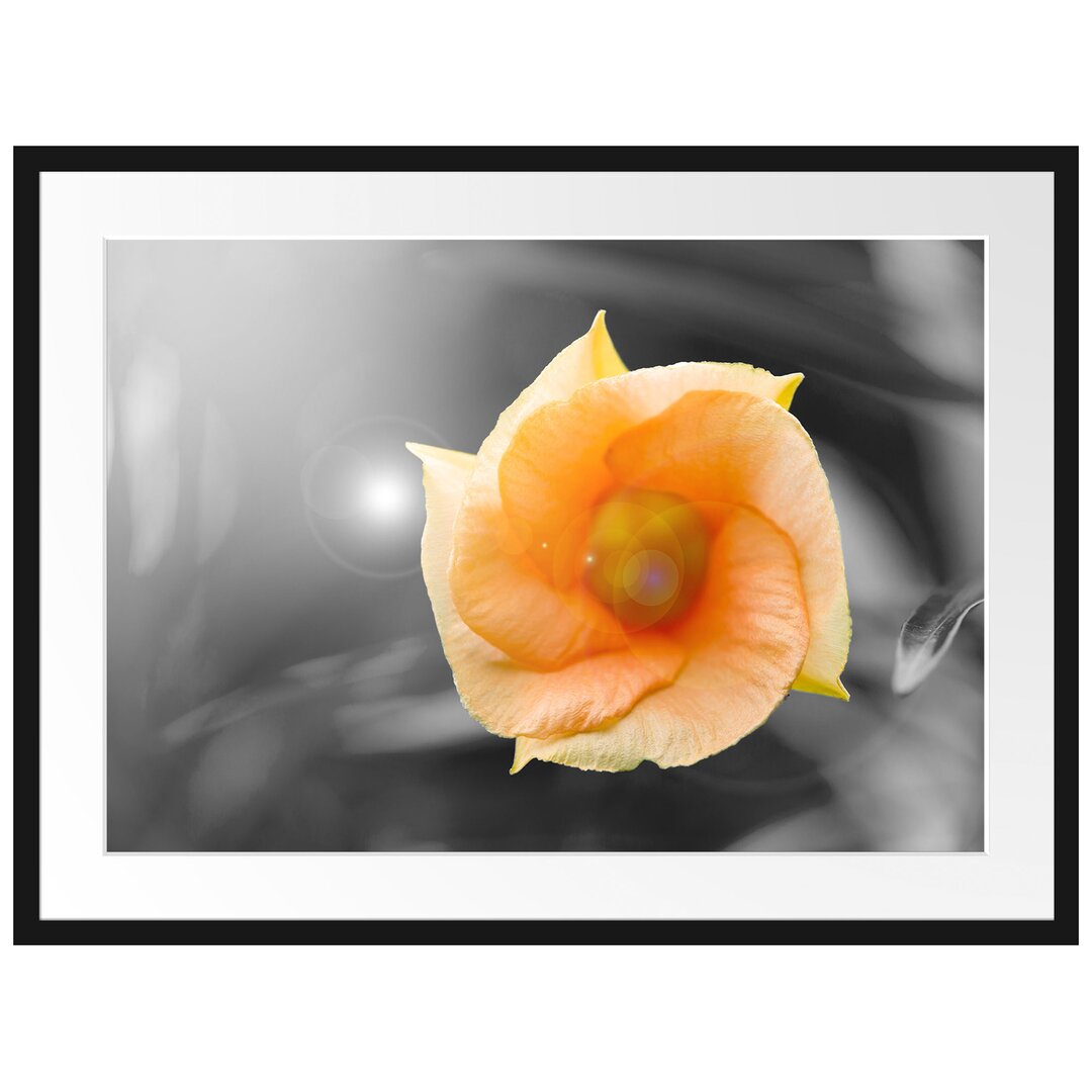 Gerahmtes Poster Orange Blume im Sonnenlicht