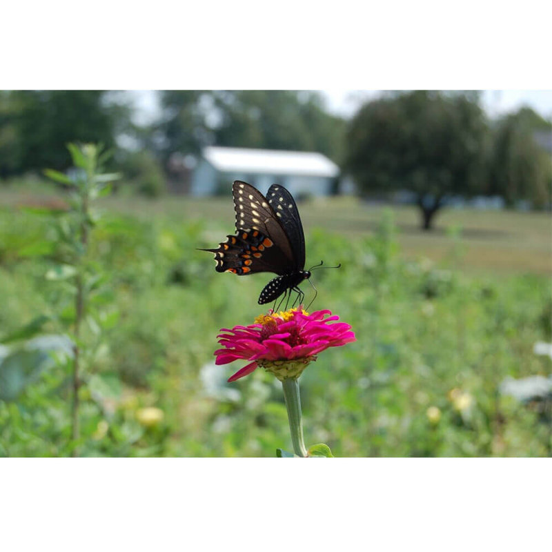 Décalcomanie murale papillon, 16 po x 24 po