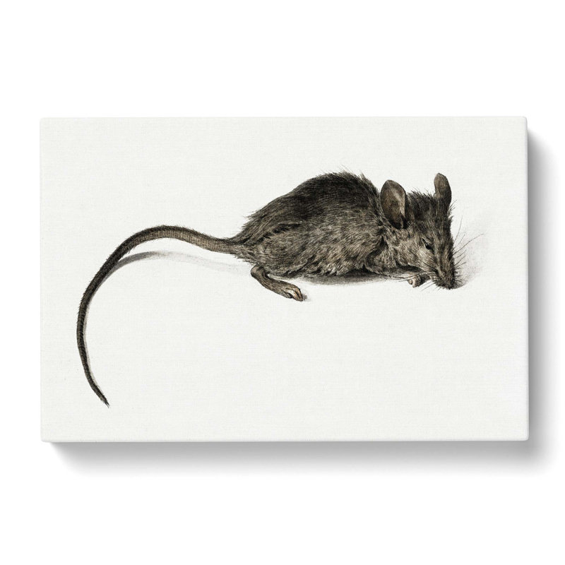 Mouse by Jean Bernard - Wrapped Canvas, 35cm H x 50cm W x 3cm D