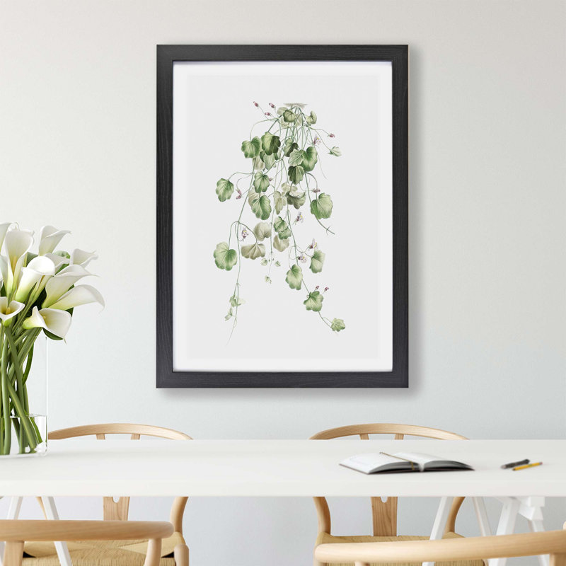 Kenilworth Ivy Flowers by Pierre-Joseph Redoute - Framed Print, 45cm H x 63cm W x 2cm D, Black