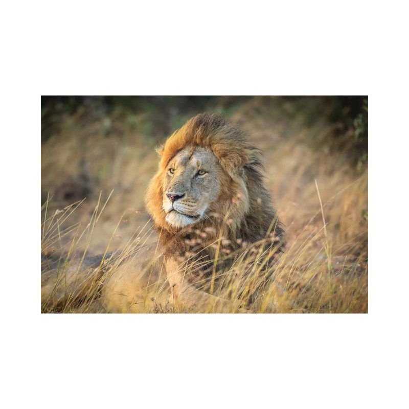 Blondie by Jeffrey C. Sink - Wrapped Canvas Print, 66.04 cm H x 45.72 cm W x 3.175 cm D