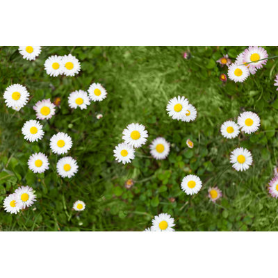 White Little Daisies in Garden by W-Ings