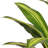 72'' Faux Dracaena Tree in Ceramic Pot