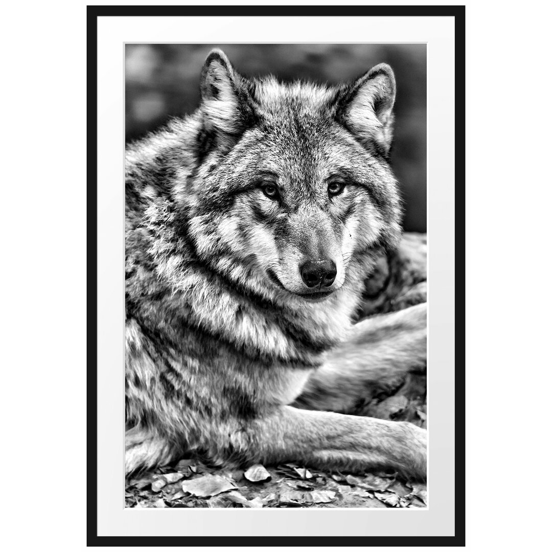 Gerahmtes Poster Stolzer Wolf auf Stein